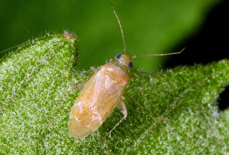 Miridae:  Psallus sp